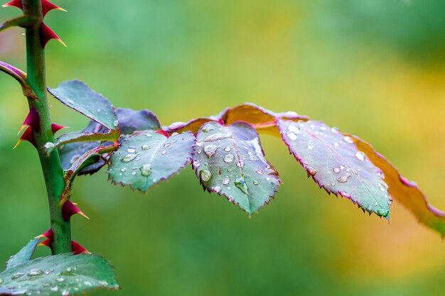 Tige de roses avec des feuilles et des gouttes de pluie