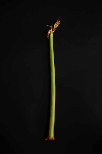 Tige verte d'une fleur sur dark