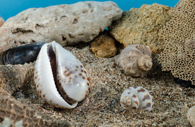 Tiger Cowrie Shell sur le sable sous l'eau