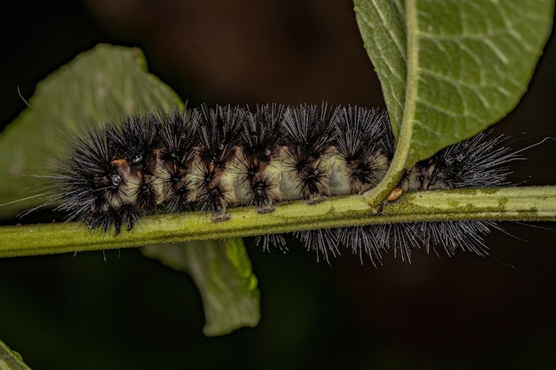 Tiger Moth Caterpillar de la tribu Arctiini