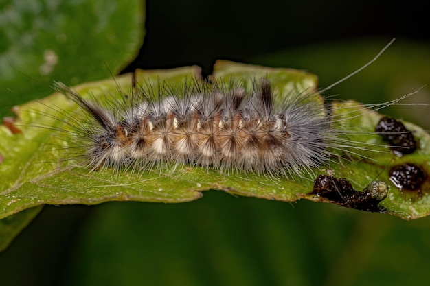 Tiger Moth Caterpillar de la tribu Arctiini