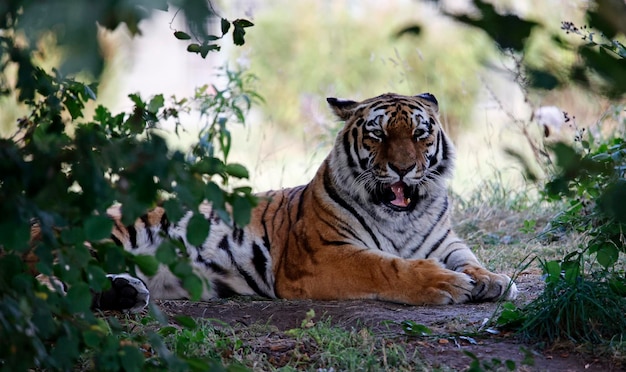 Tiger se détendre à l'ombre dans un parc animalier