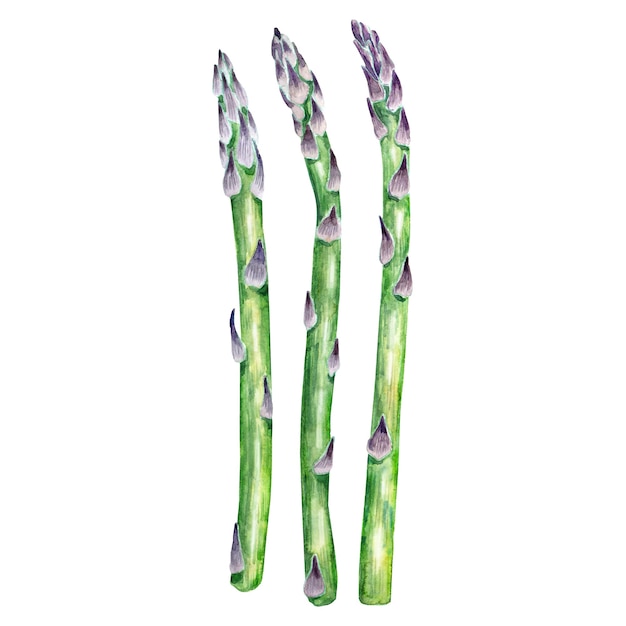 Tiges d'asperges aquarelle