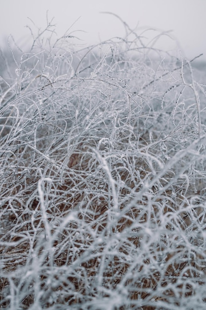 Des tiges couvertes de givre de plantes séchées dans une prairie d'hiver avec un arrière-plan flou, un magnifique paysage d'hiver.