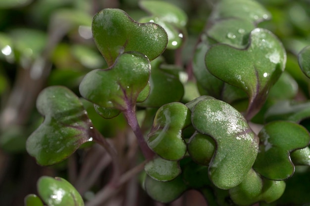 Tiges germées de micro-verts Verts cultivés de chou rouge