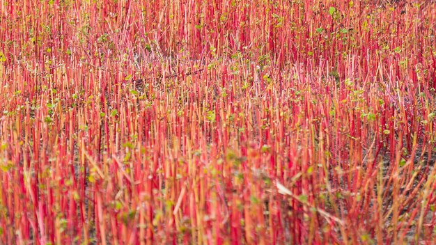 Photo tiges rouges d'herbes des champs séchées sur le fond d'un champ comprimé d'automne