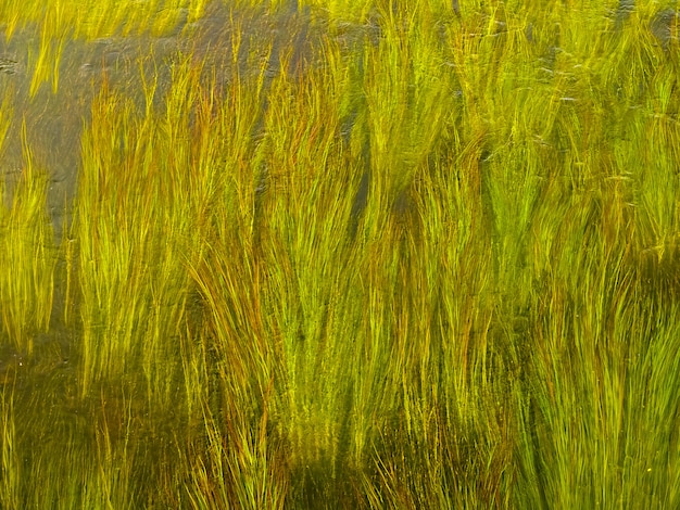Tiges vertes d'algues dans l'eau claire de la rivière.