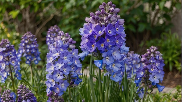 Des tiges vibrantes de lupins violets et bleus