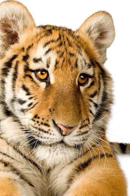 Tigre (5 mois) devant un blanc isolé