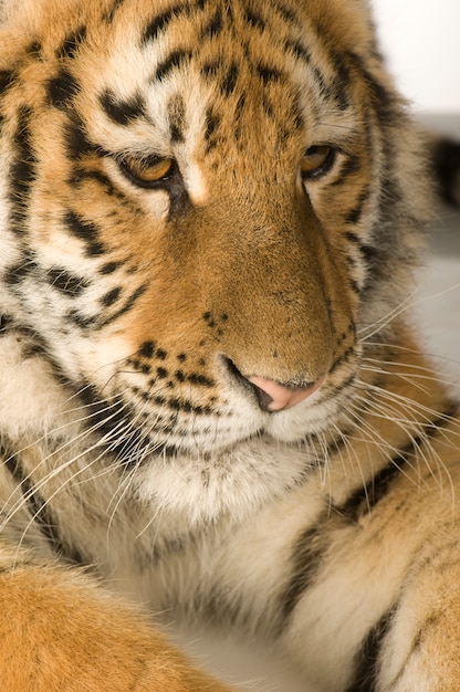 Tigre (5 mois) devant un blanc isolé