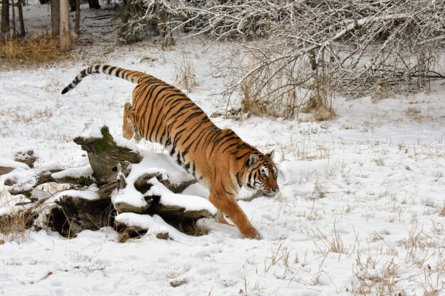 Tigre achevant de sauter par-dessus un journal tombé couvert de neige en hiver