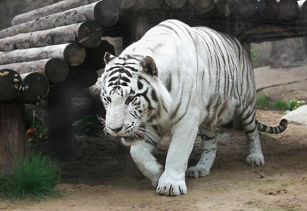 Tigre adulte rayé noir et blanc rare