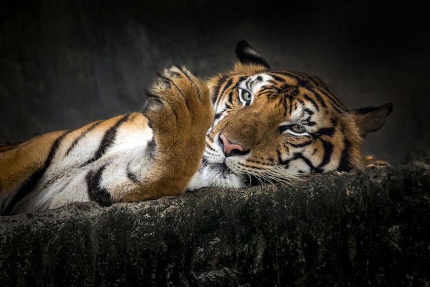 Tigre asiatique au repos.