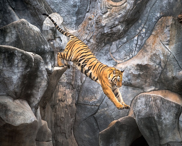 Tigre asiatique sautant sur un rocher.