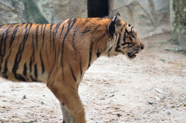 Tigre d&#39;Asie ou du Bengale