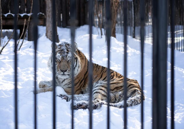 Tigre au zoo couché dans la neige un jour d'hiver