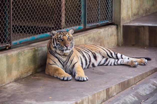 tigre au zoo