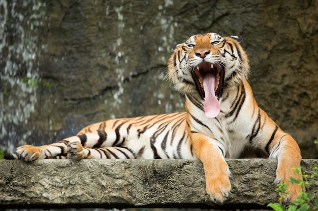 Tigre bâillant sur un rocher près d'une cascade.