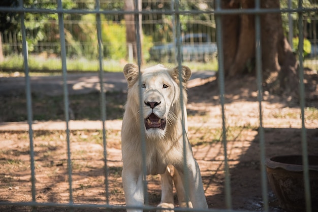 Tigre blanc au zoo