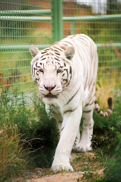 Photo tigre blanc dans le zoo à l'extérieur