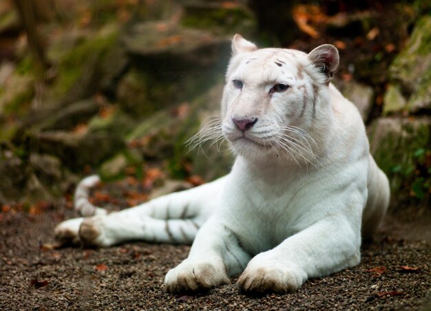 Tigre blanc dans le zoo.