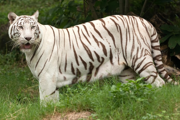 Tigre blanc debout dans la forêt