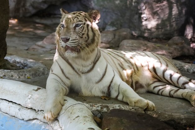 Le tigre blanc est rester et se reposer