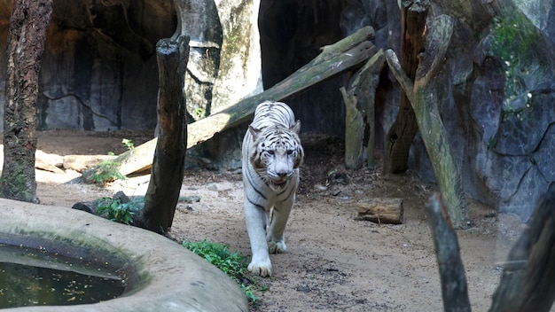 Tigre blanc marchant et regardant avec ses yeux verts dans le zoo ouvert de Khao Kheow.