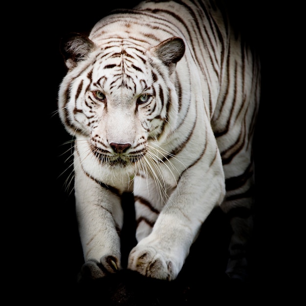 Tigre blanc sautant isolé sur fond noir