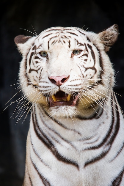 Tigre blanc se bouchent