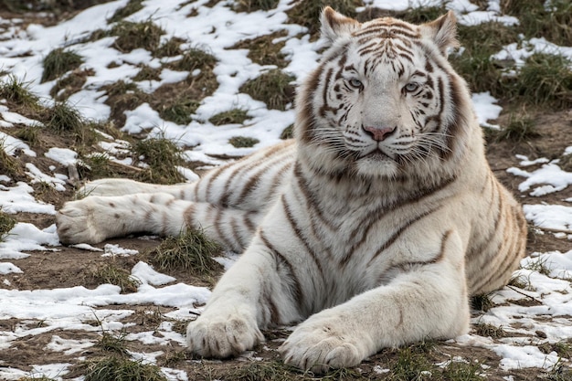 Le tigre blanc se trouve sur le sol en hiver.