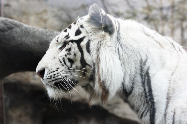 tigre blanc