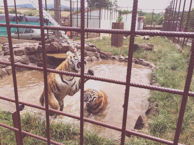 Photo tigre en cage au zoo