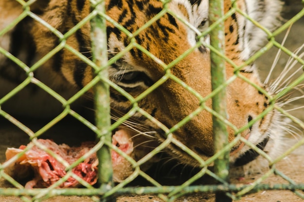 Un tigre en cage mange du poulet cruxAxA