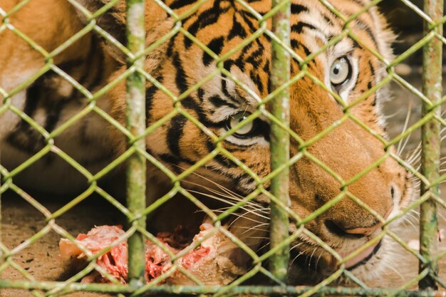 Un tigre en cage mange du poulet cruxAxA