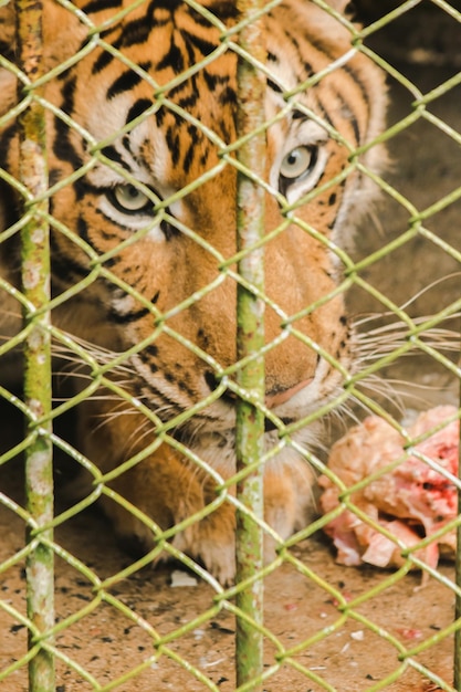 Un tigre en cage mange du poulet cruxAxA