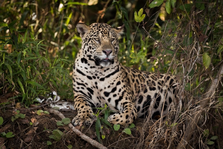 Photo tigre et chat sur l'herbe