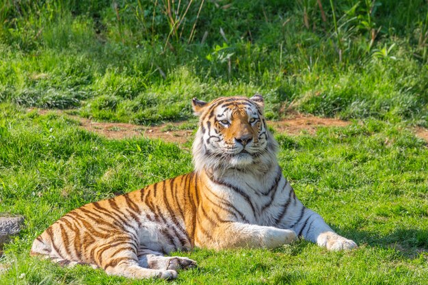 Tigre en colère dans un zoo animalier - l'un des plus grands carnivores de la nature.