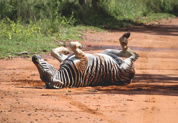 Tigre dans un champ