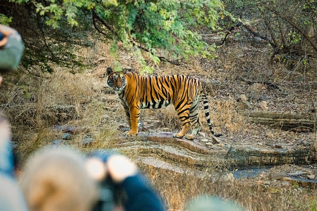 Photo tigre dans la faune