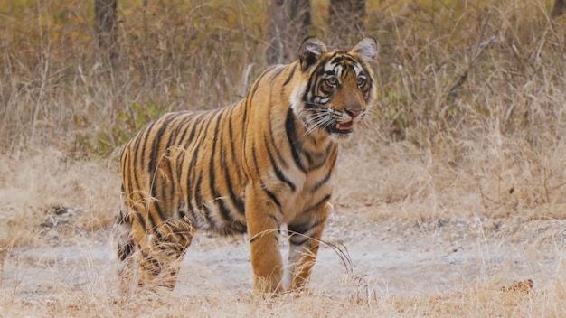 Un tigre dans une forêt en Inde