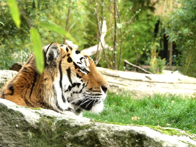 Photo tigre dans une forêt