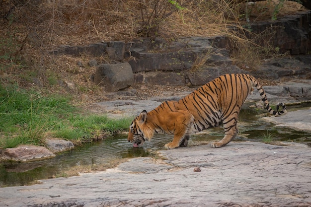 Tigre dans son habitat naturel