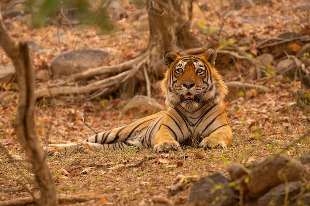 Tigre dans son habitat naturel