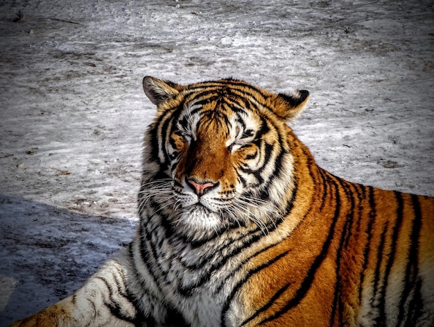 Photo tigre dans le zoo