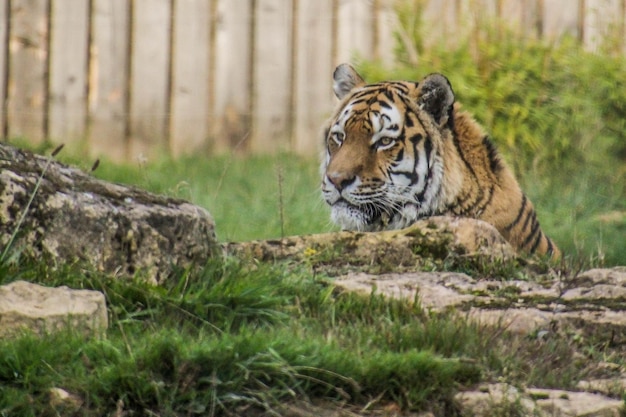 Un tigre dans un zoo