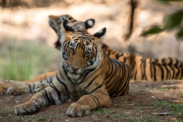 Tigre dans un zoo