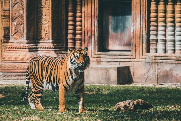 Photo tigre dans le zoo