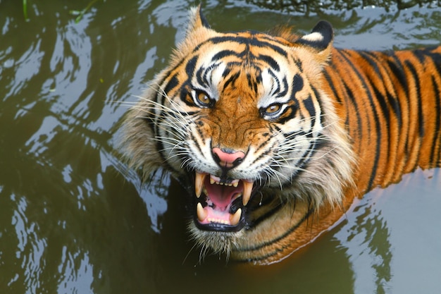 Photo tigre dans un zoo