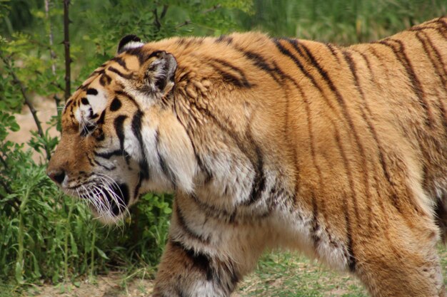 Photo tigre dans un zoo